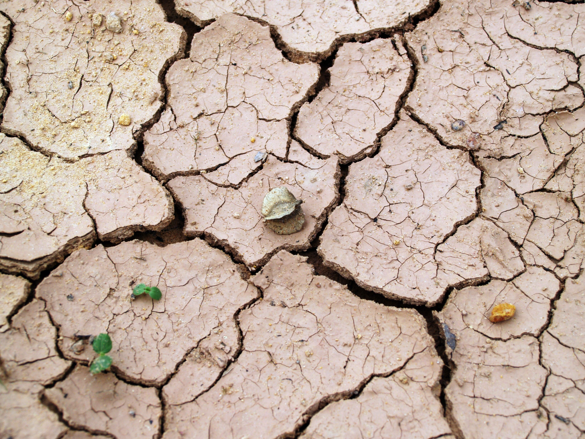 Fissures dûes à la sécheresse